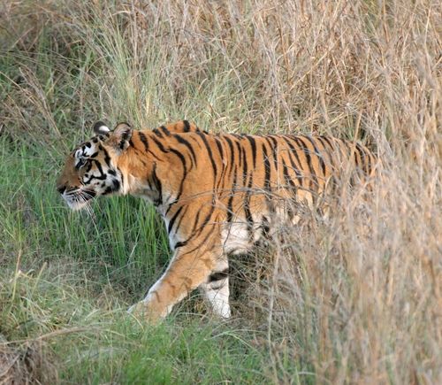 Kanha Wildlife Tour - 3N/4D